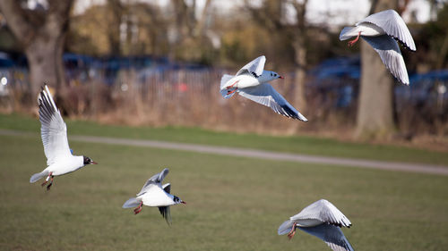 Close-up of bird flying against sky