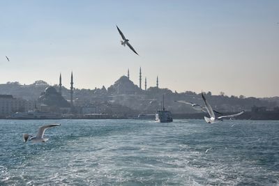 Seagulls flying over sea