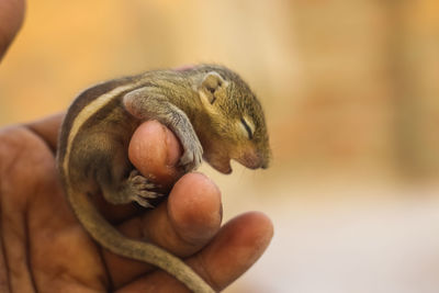 Close-up of hand holding lizard