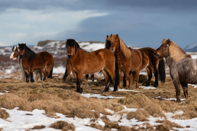 Horses on field against sky