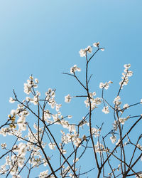 Low angle view of cherry blossom against blue sky