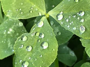 Close-up of raindrops on leaves