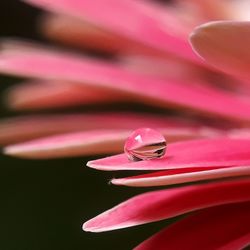 Close-up of pink flower