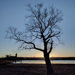 Silhouette tree on beach against sky at sunset