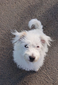 High angle portrait of white dog relaxing on floor