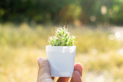 Close-up of hand holding plant