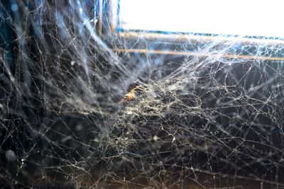 Close-up of spider web against sky