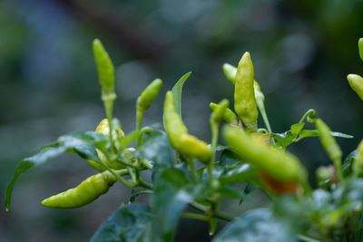 Close-up of fresh green plant