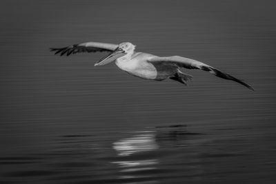 Bird flying over lake