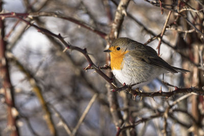 Close-up on a fluffy robin redbreast. the picture is taken in sweden during winter.