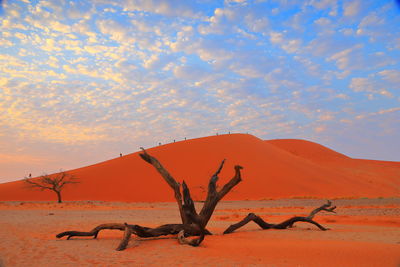 Bare tree in sand at desert against sky
