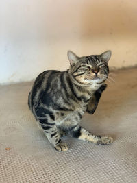 Cat sitting on floor
