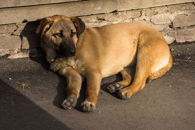 High angle view of dog on street