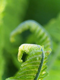 Close-up of fern