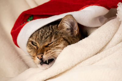 Close-up of cat lying on bed