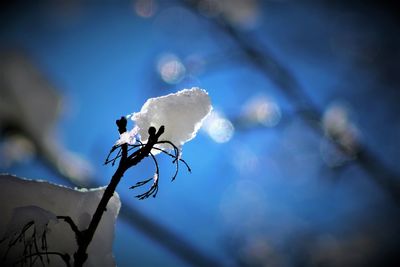 Close-up of white flowering plant against blue sky