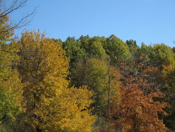 Trees in forest against clear sky during autumn