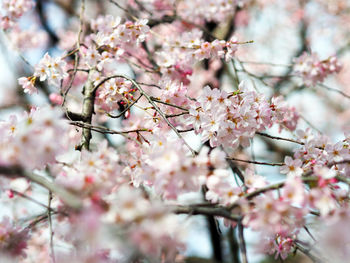 Pink flowers blooming on tree