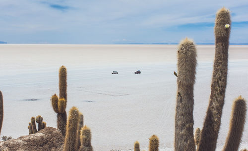 Cactus plants on calm beach