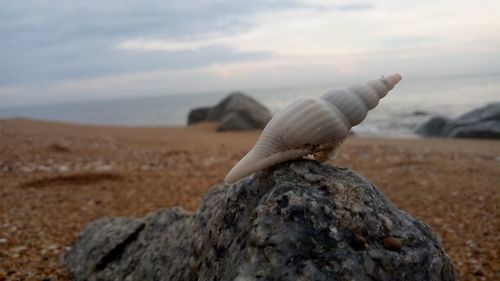 Close-up of shell on rock at beach against sky