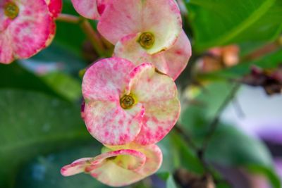 Close-up of pink flower blooming outdoors