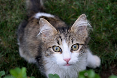 Close-up portrait of kitten sitting on grassy field