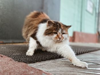 Close-up of cat stretching on doormat