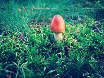 Close-up of mushroom growing on field