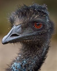 A portrait photo of an emu, a flightless bird native to australia