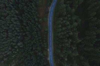High angle view of road amidst trees in forest