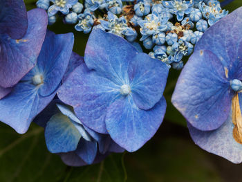 Close-up of flowers blooming outdoors