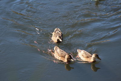 High angle view of duck swimming in lake