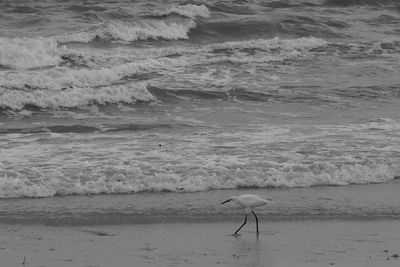 Bird on beach during sunset
