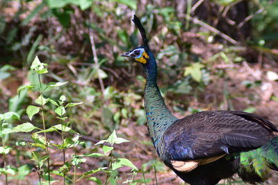 Close-up of a peacock