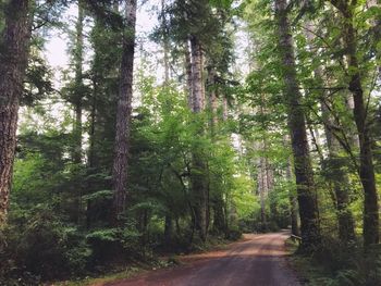 Road amidst trees in forest