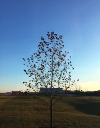 Silhouette tree on field against clear sky