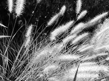 Close-up of grass on field