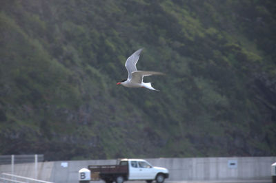 Bird flying against clear sky