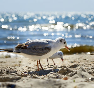 White seagulls on the sandy shore of the black sea on a summer day, ukraine kherson region