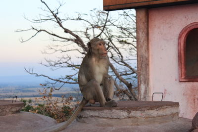 Monkey sitting on tree against sky
