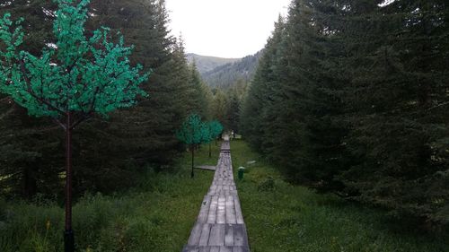 Empty road amidst trees against sky