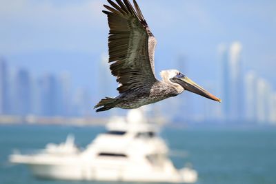 Seagull flying in the sea