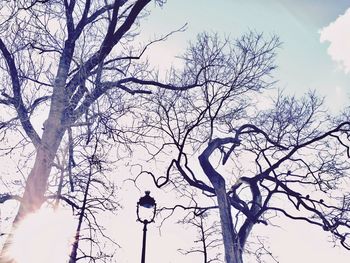 Low angle view of bare tree against sky