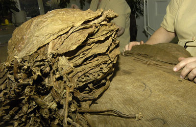 Midsection of workers stacking tobacco crops on table