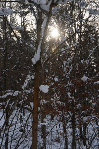 Trees on snow covered tree during winter