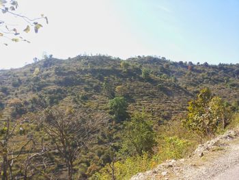 Low angle view of trees against clear sky