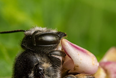 Close-up of bee pollinating on flower