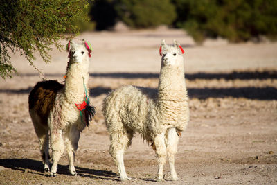 Alpacas standing on land