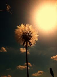 Low angle view of dandelion against sky