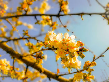 Low angle view of cherry blossom tree